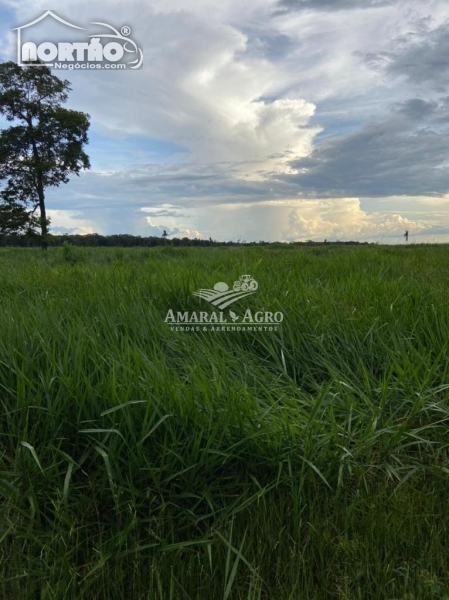 FAZENDA A VENDA NO - EM ALTA FLORESTA/MT