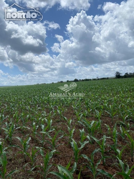 FAZENDA a venda no - em Riachão/MA