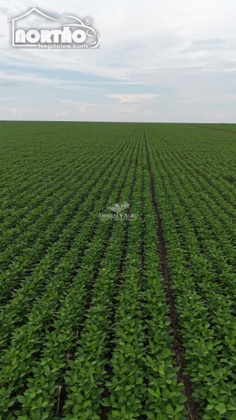 FAZENDA a venda no FAZENDA À VENDA em Sorriso/MT