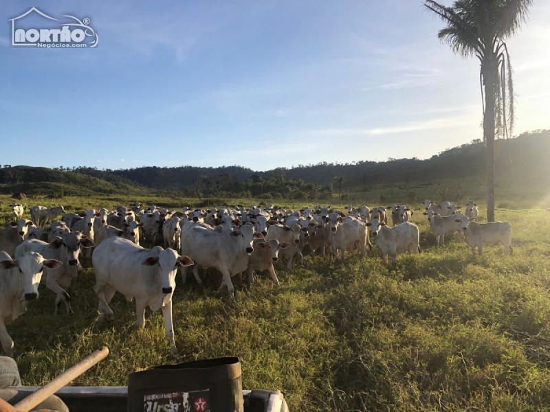 FAZENDA a venda no CASTELO DE SONHOS PARÁ em Novo Progresso/PA