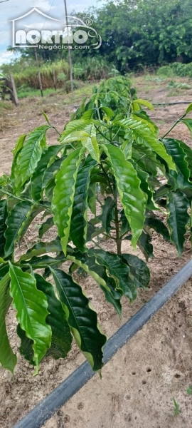 Casa, 3 quartos, 11000 m² - Foto 4